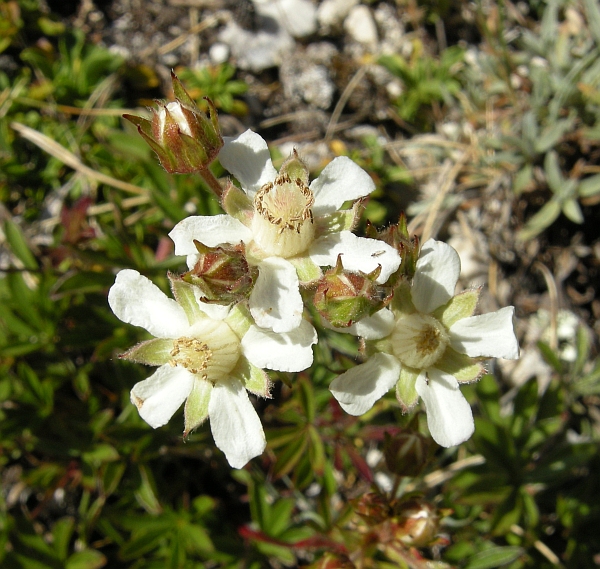 Potentilla caulescens / Cinquefoglia penzola